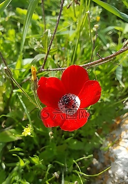 自然,植物區(qū)系,花