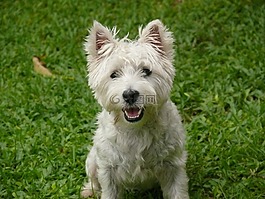 狗,西部高地梗,westie