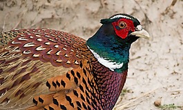 雉雞,男性,鳥