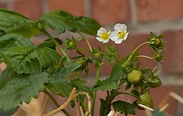 草莓植株,草莓花,未成熟的