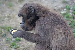 dschelada,猴子,靈長類動物