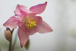 鸽的,aquilegia,开花