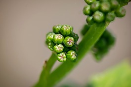 葡萄,年輕,藤