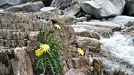 水,河,花在河上