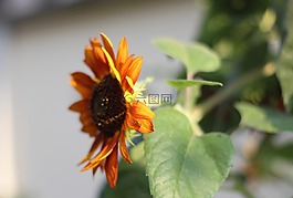 夏天,花,蔬菜