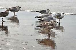 海鷗,海洋動物,鳥類
