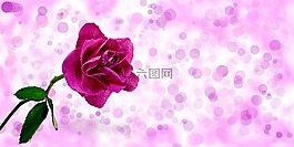 玫瑰,花,粉紅色的玫瑰