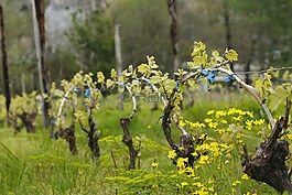 葡萄園,春,自然