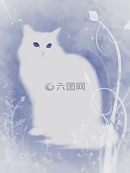貓,白貓,寵物