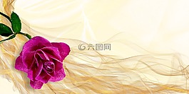 玫瑰,花,粉紅色的玫瑰