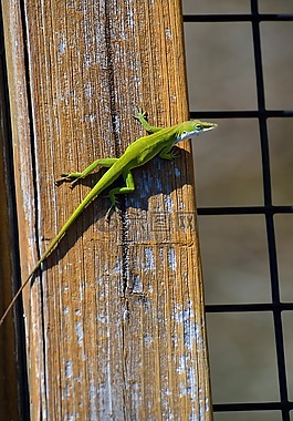 蜥蜴,野生動物,爬行動物