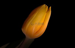 花,開花,黃色