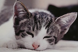 貓,睡眠,年輕