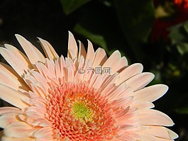 花卉,園林植物,粉紅色的花