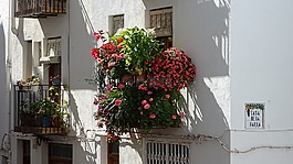 窗口,鮮花,春