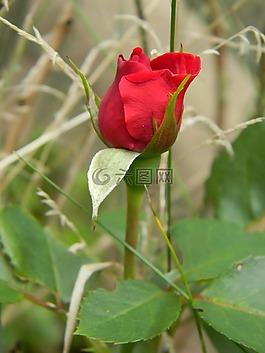 花卉,性質(zhì),玫瑰