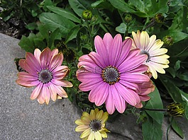 太陽(yáng)雛菊,花園,夏天