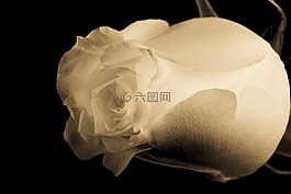玫瑰,白色,黑色