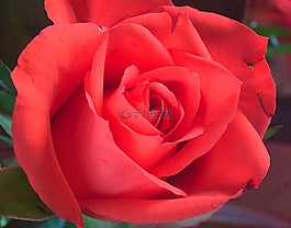 玫瑰,紅色,花