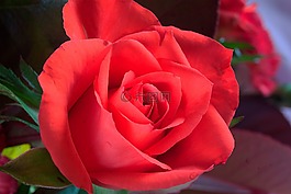 紅色,玫瑰,花