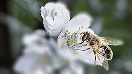 蜜蜂,宏,春天