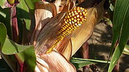 性質,玉米,玉米棒