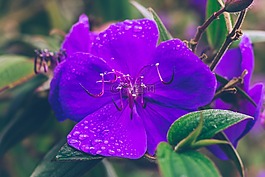 花,花的,紫色