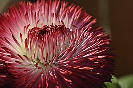 花,開花,紅色