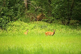 獐鹿,野生,森林