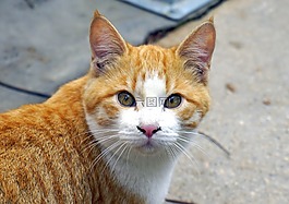 貓,動物,寵物
