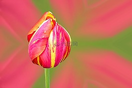 郁金香,紅色黃色,花