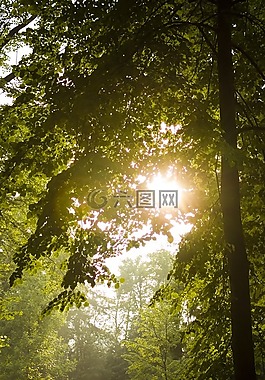 太陽,樹,光
