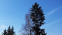 樹,天空,藍色