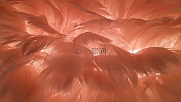 羽毛,燈,光