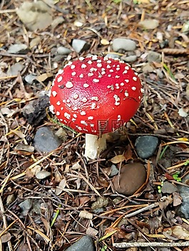 新西蘭,紅色的蘑菇,紅色