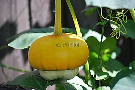 南瓜,花園,生物