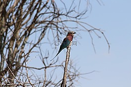 丁香,鳥,肯尼亞