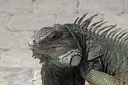 伊瓜,性質(zhì),動(dòng)物