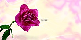 玫瑰,花,粉紅色的玫瑰