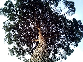 石松,松pinea,杯