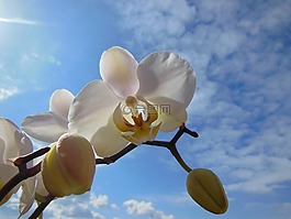 蘭花,蝴蝶蘭綻放,夏天