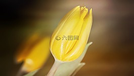 花,郁金香,關閉