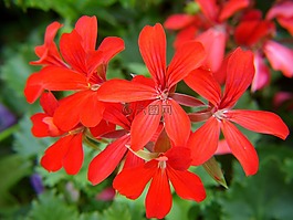 天竺葵,紅色花,鮮花