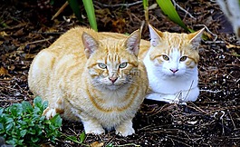 貓,動物,寵物
