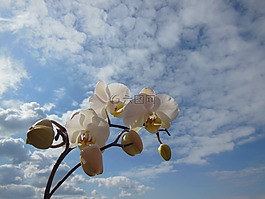 蘭花,蝴蝶蘭,花