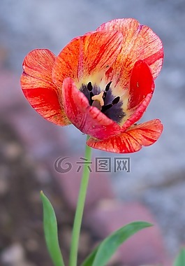 花,郁金香,戶外