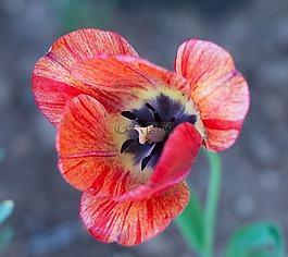 花,紅色,郁金香