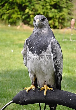 鳥(niǎo),捕食鳥(niǎo),動(dòng)物