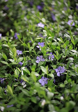 长春花,草本植物,紫色