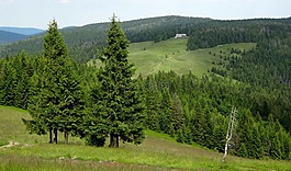turbacz,热,波兰
